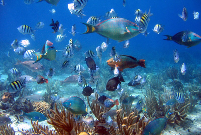 Aventura en Lancha Rápida Snorkel y Fiesta en la Piscina Natural desde Cap Cana